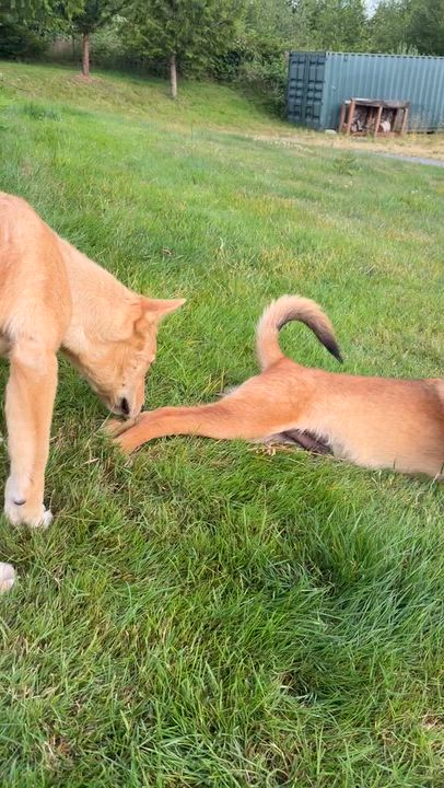 Enlarge Gorilla (Safari litter), an adopted mixed breed in Silvana, WA video 6/6