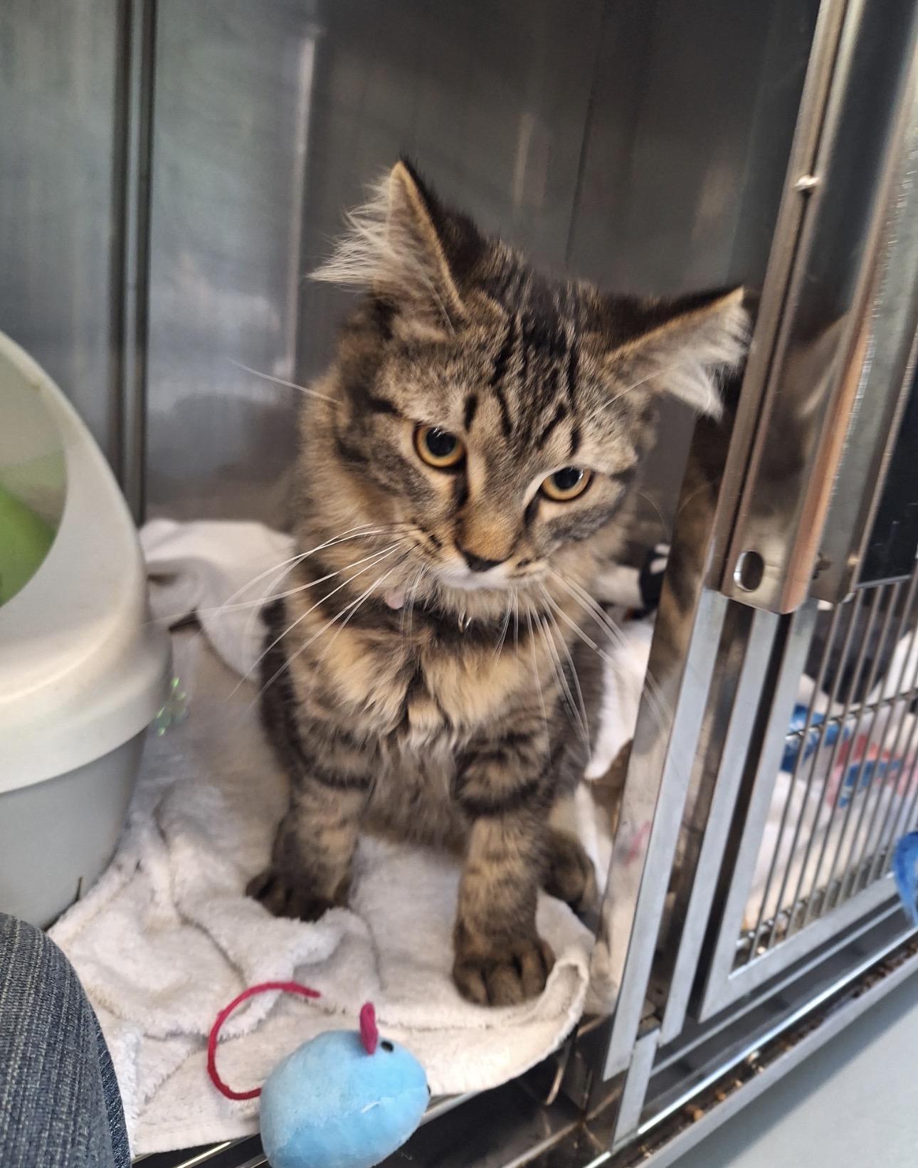 Habenero, ADOPTABLE, Young Male Domestic Long Hair.