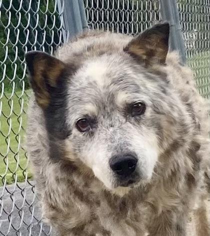 Courtney, adopted, Senior Female Australian Cattle Dog / Blue Heeler.