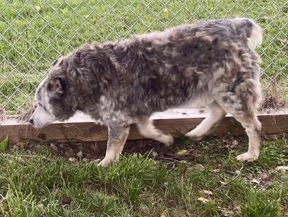 Courtney, an adopted Australian Cattle Dog / Blue Heeler in Glasgow, KY image 2/2