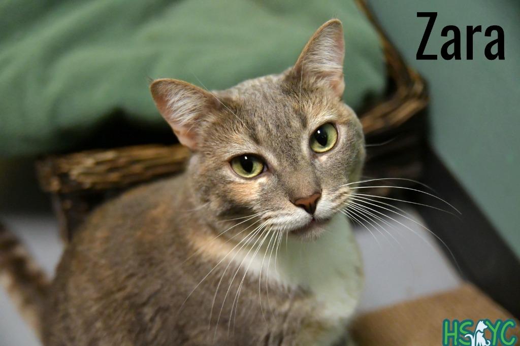 Enlarge Zara, a Adoptable mixed breed in Fort Mill, SC image 1/5
