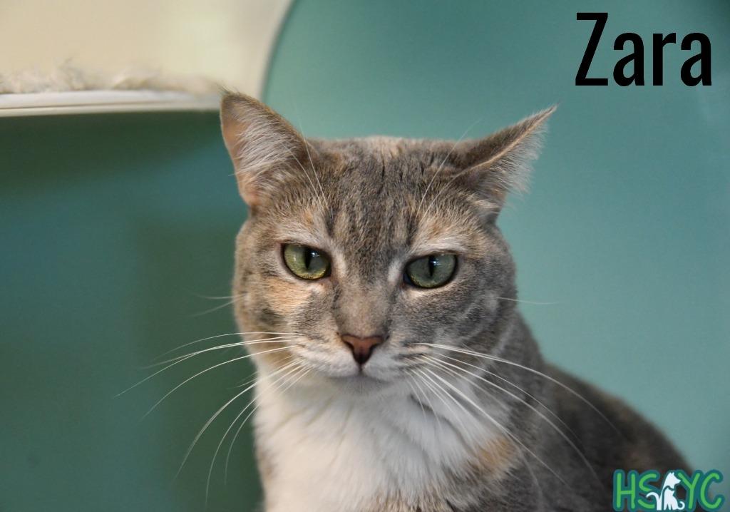 Enlarge Zara, a Adoptable mixed breed in Fort Mill, SC image 2/5