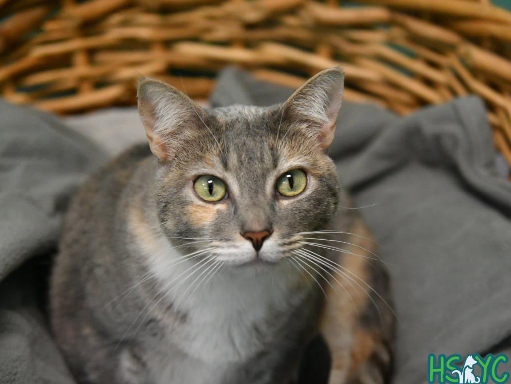 Enlarge Zara, a Adoptable mixed breed in Fort Mill, SC image 3/5