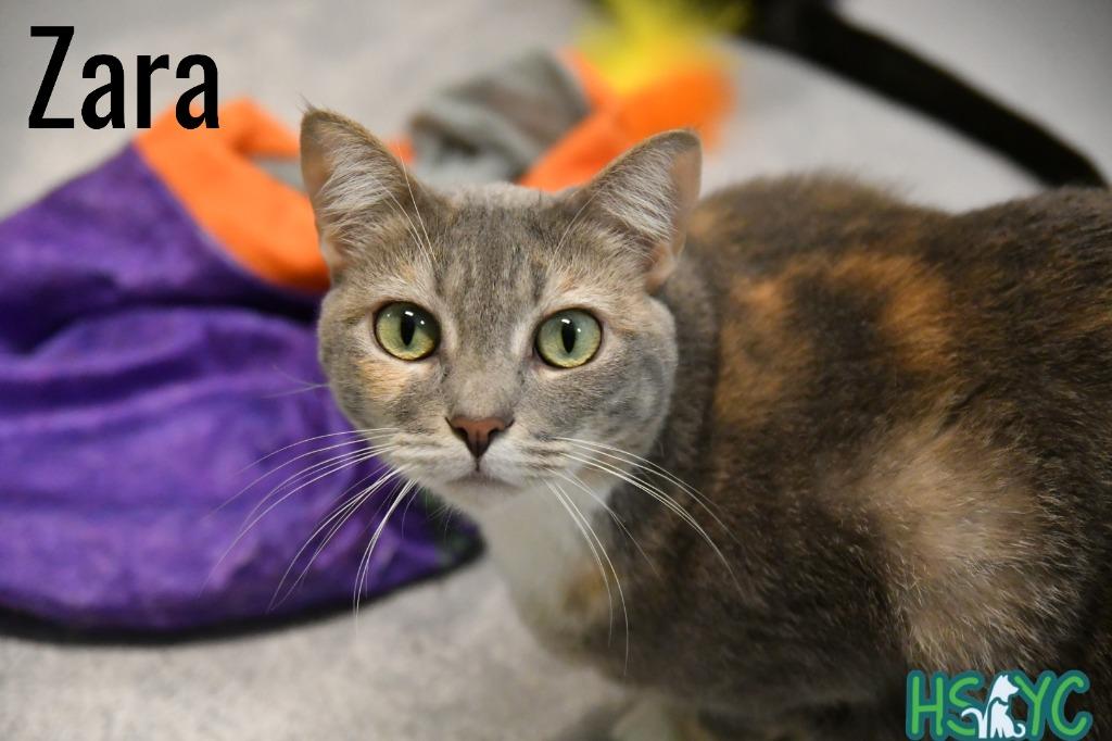 Enlarge Zara, a Adoptable mixed breed in Fort Mill, SC image 4/5