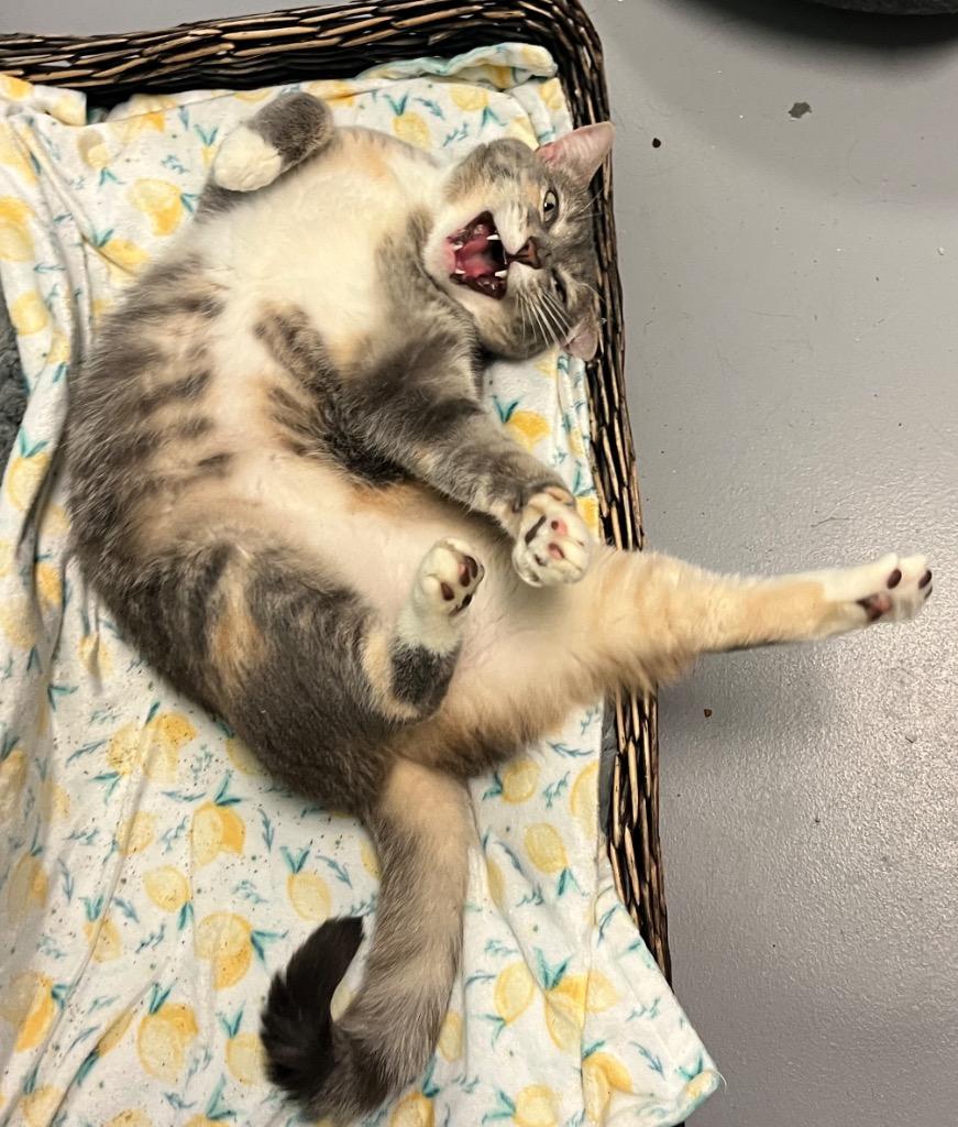 Enlarge Zara, a Adoptable mixed breed in Fort Mill, SC image 5/5