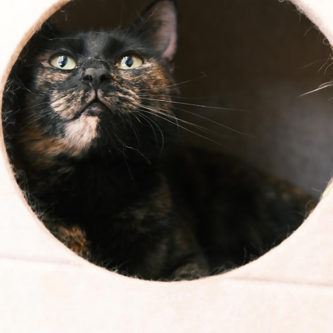 Riviera, ADOPTABLE, Young Female Domestic Short Hair.