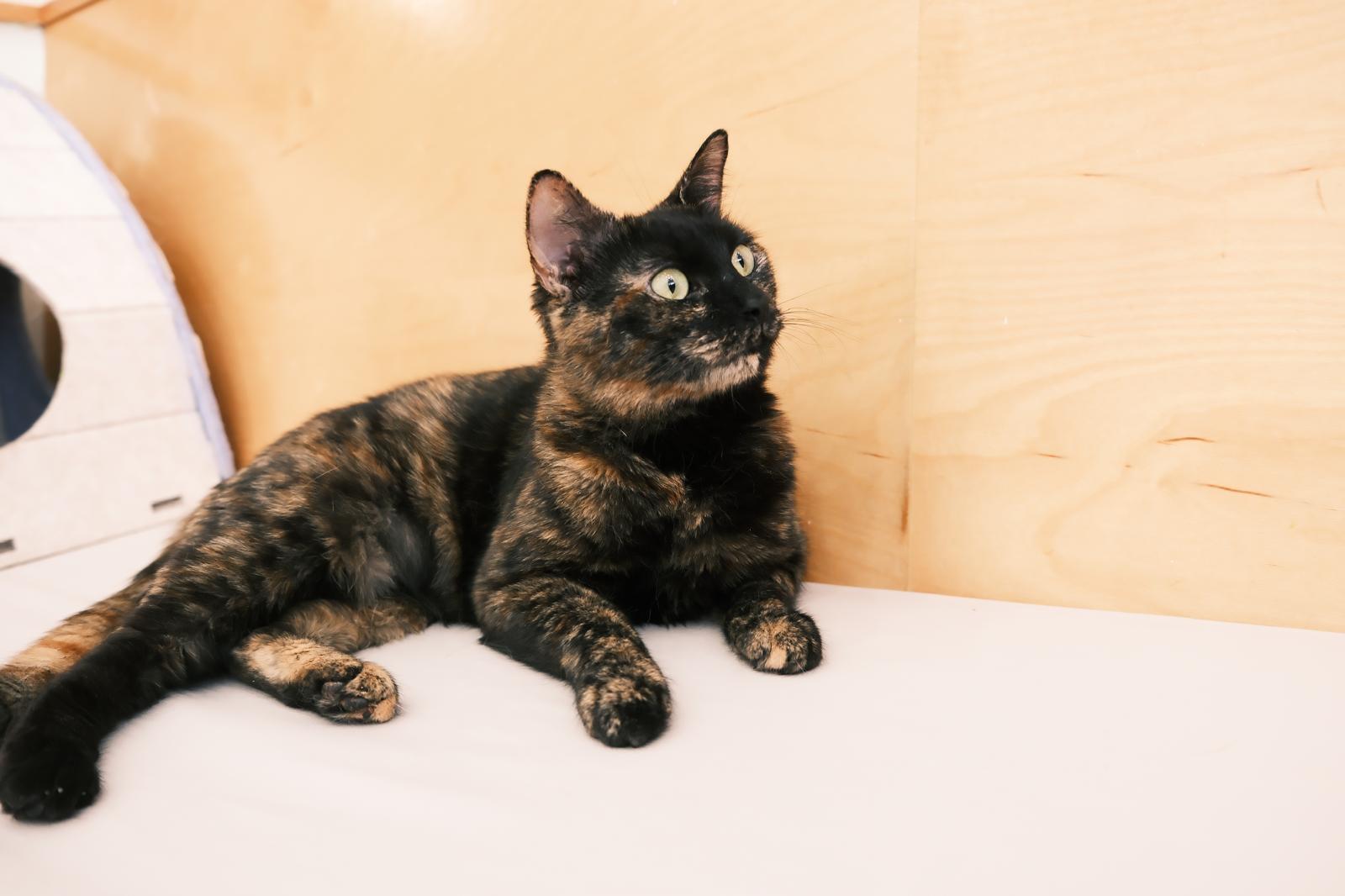 Riviera, a ADOPTABLE Domestic Short Hair in South Ozone Park, NY image 3/5