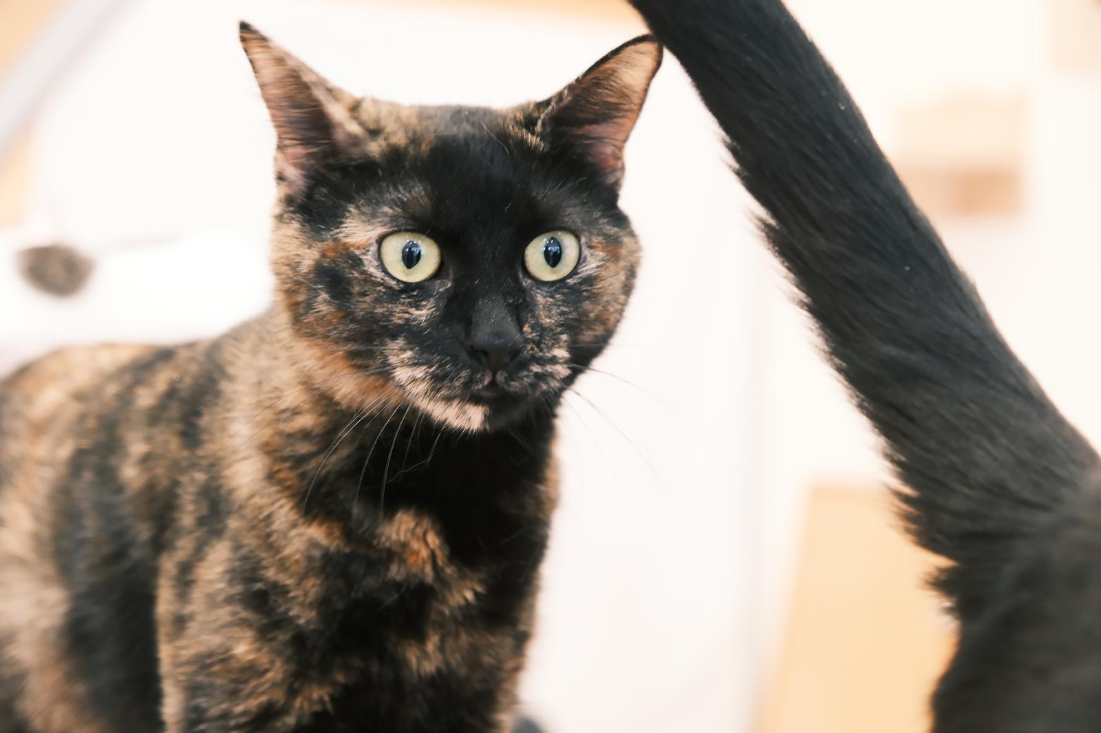 Riviera, a ADOPTABLE Domestic Short Hair in South Ozone Park, NY image 4/5