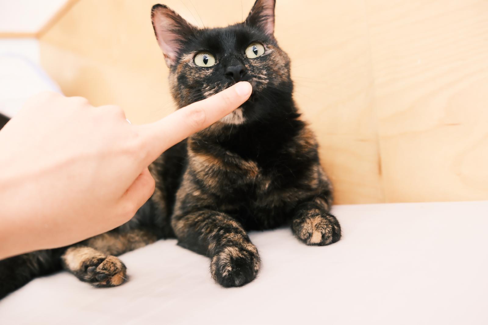 Riviera, a ADOPTABLE Domestic Short Hair in South Ozone Park, NY image 5/5