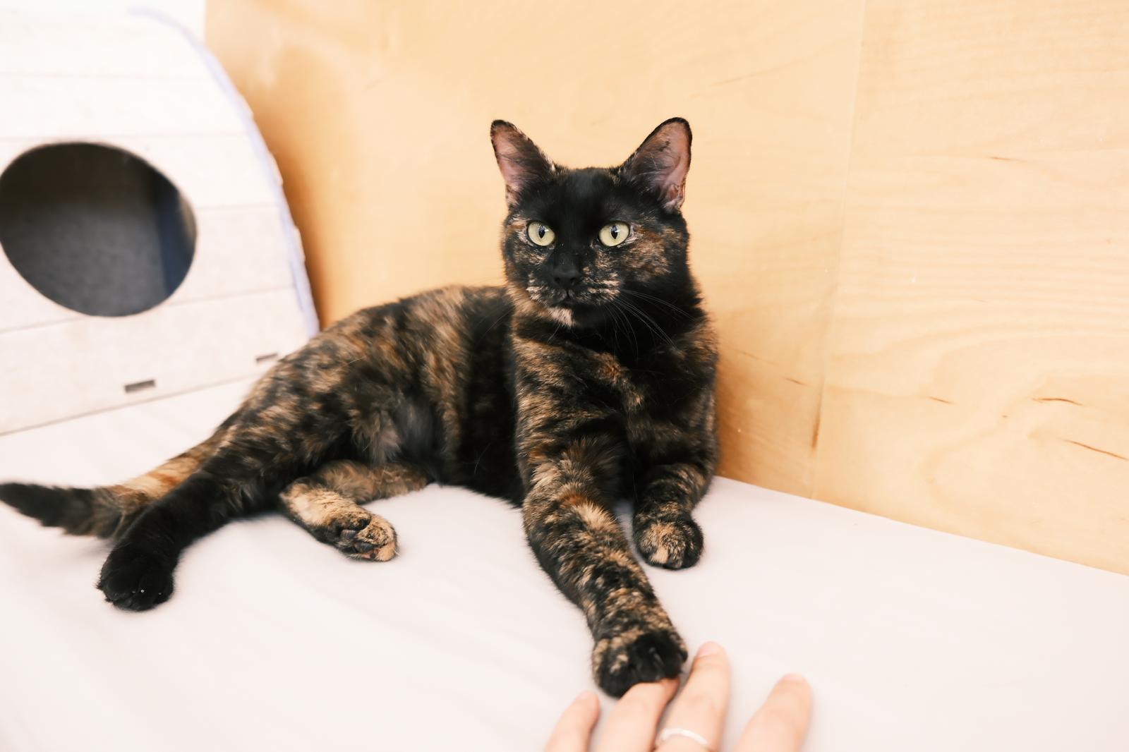 Riviera, a ADOPTABLE Domestic Short Hair in South Ozone Park, NY image 2/5