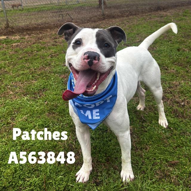 Enlarge PATCHES, a Adoptable mixed breed in Huntsville, AL image 1/1