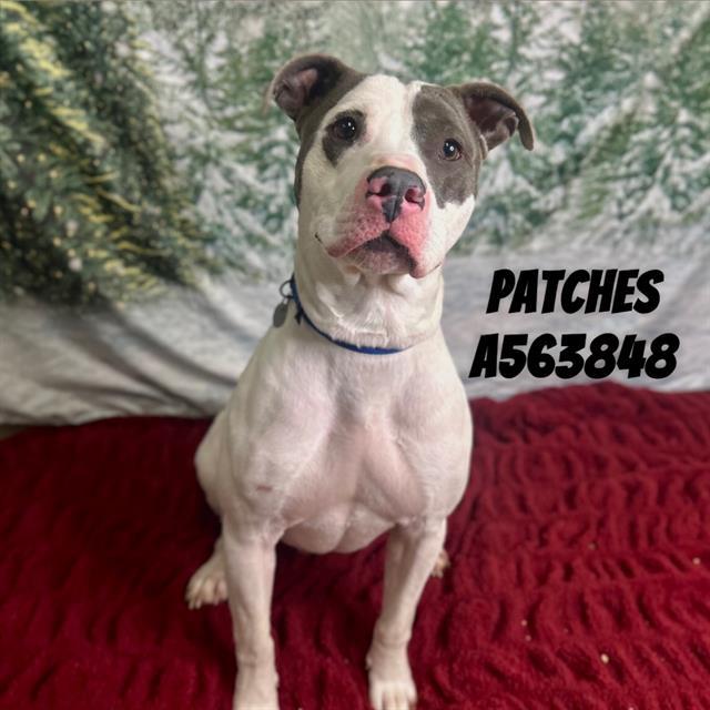 Enlarge PATCHES, a Adoptable mixed breed in Huntsville, AL image 1/1