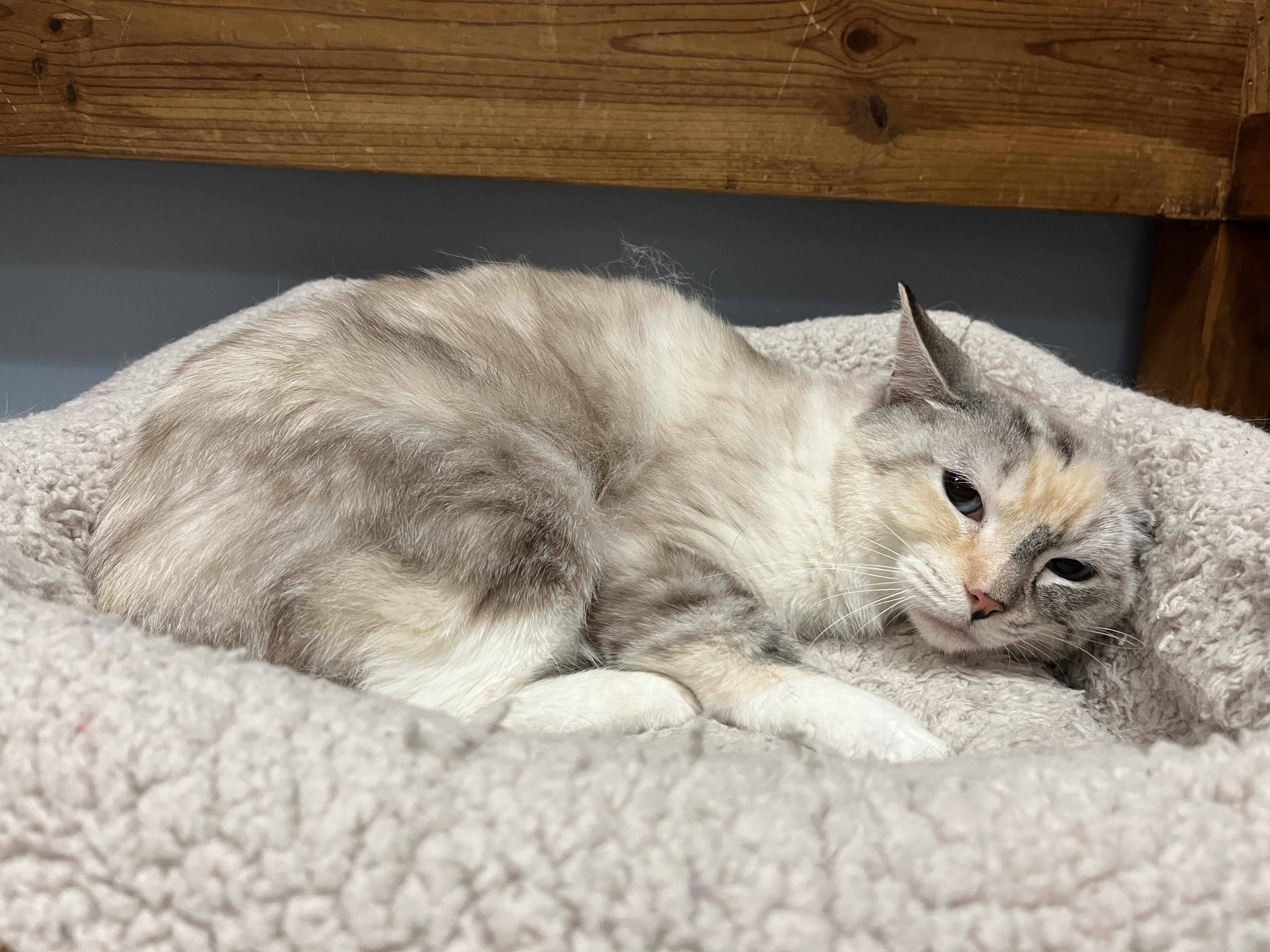 Savanna, a Adoptable Siamese in Huntley, IL image 3/6