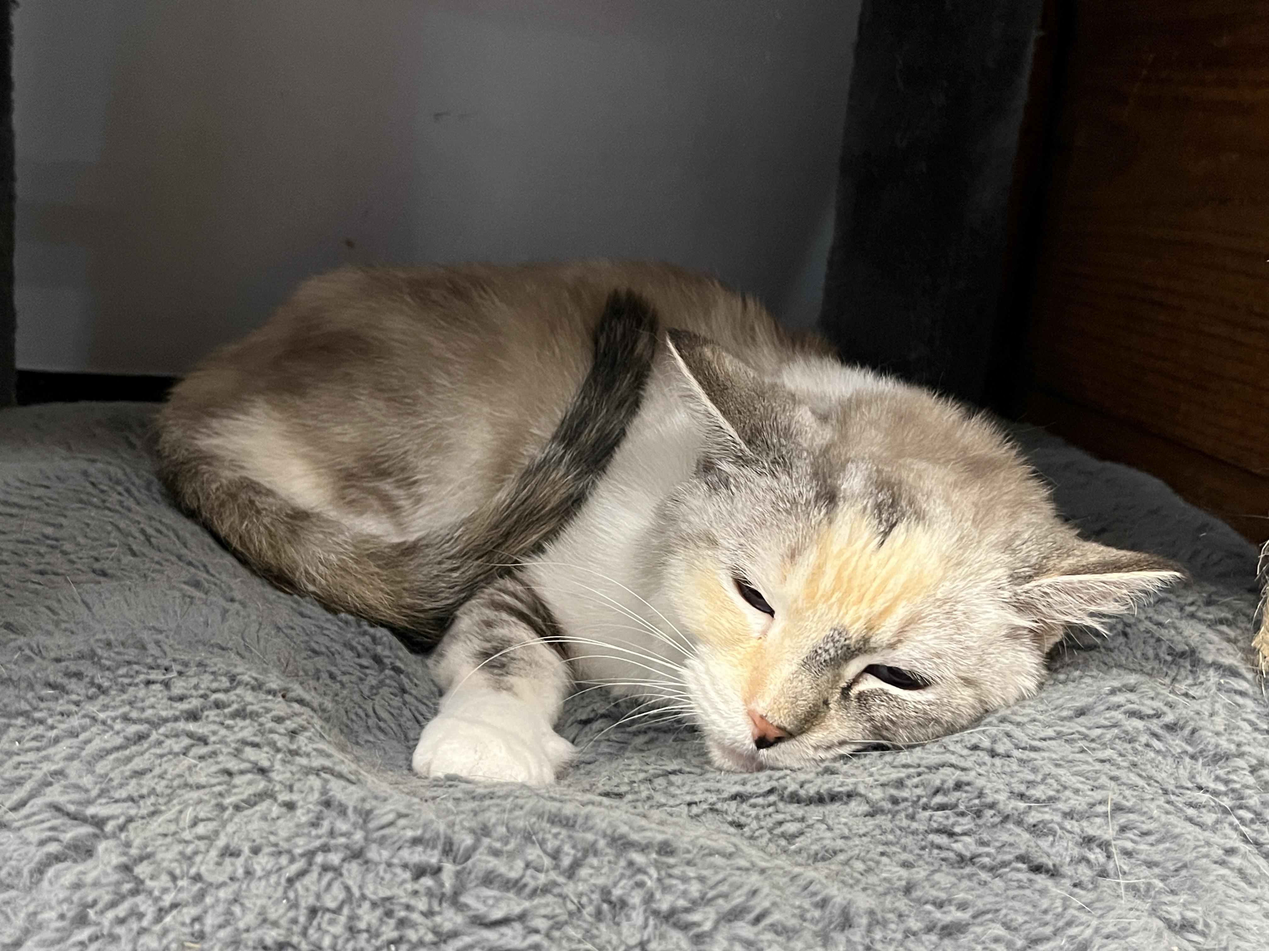 Savanna, a Adoptable Siamese in Huntley, IL image 6/6