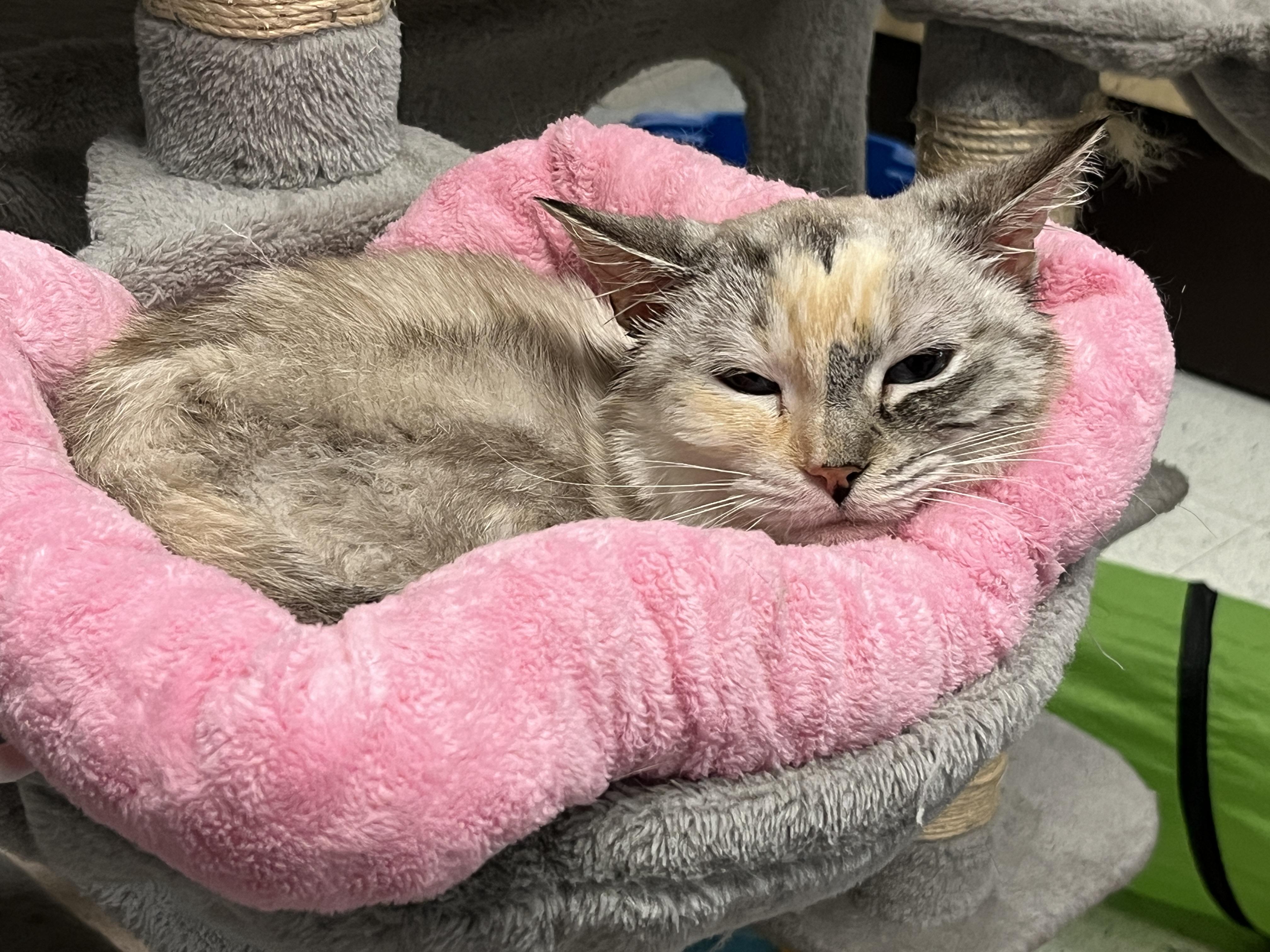 Savanna, a Adoptable Siamese in Huntley, IL image 4/6