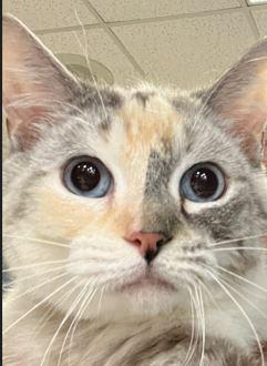 Savanna, a Adoptable Siamese in Huntley, IL image 1/6