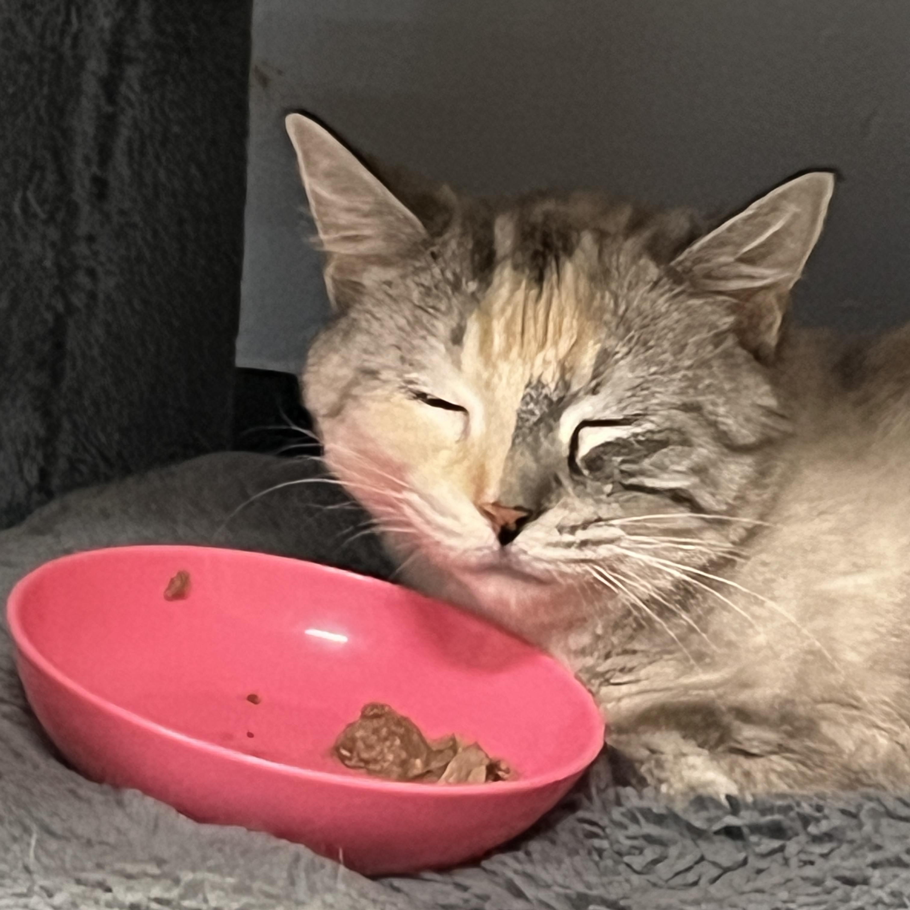 Savanna, a Adoptable Siamese in Huntley, IL image 5/6