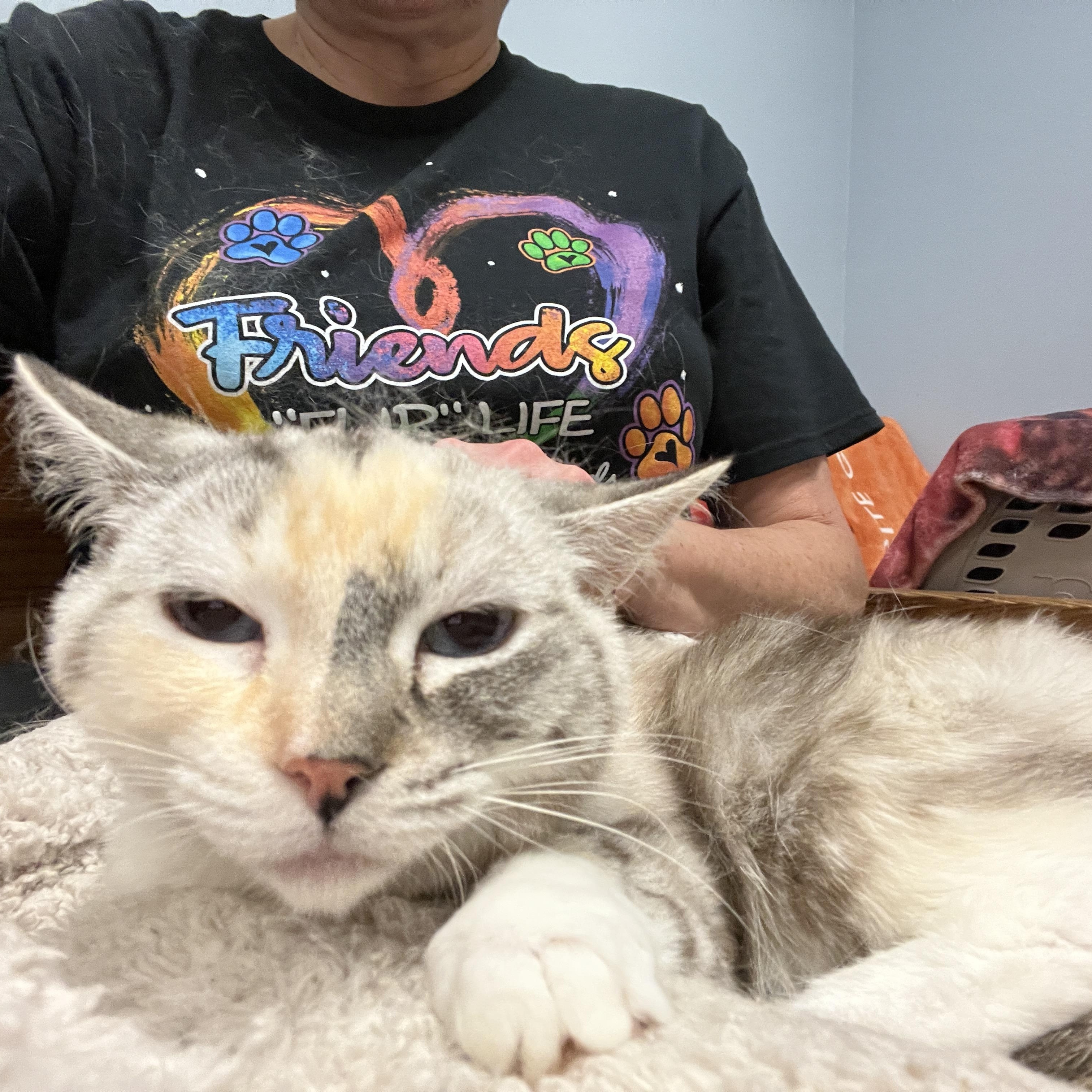 Savanna, a Adoptable Siamese in Huntley, IL image 2/6