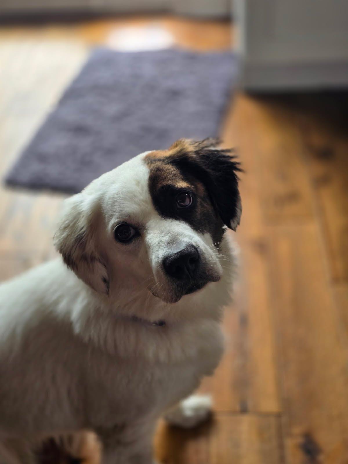 Isla, an adopted Mixed Breed in Oswego, IL image 2/4