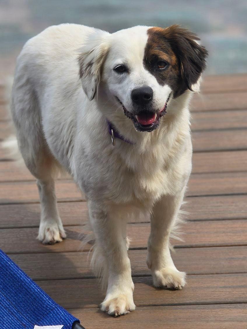 Isla, adopted, Young Female Mixed Breed.