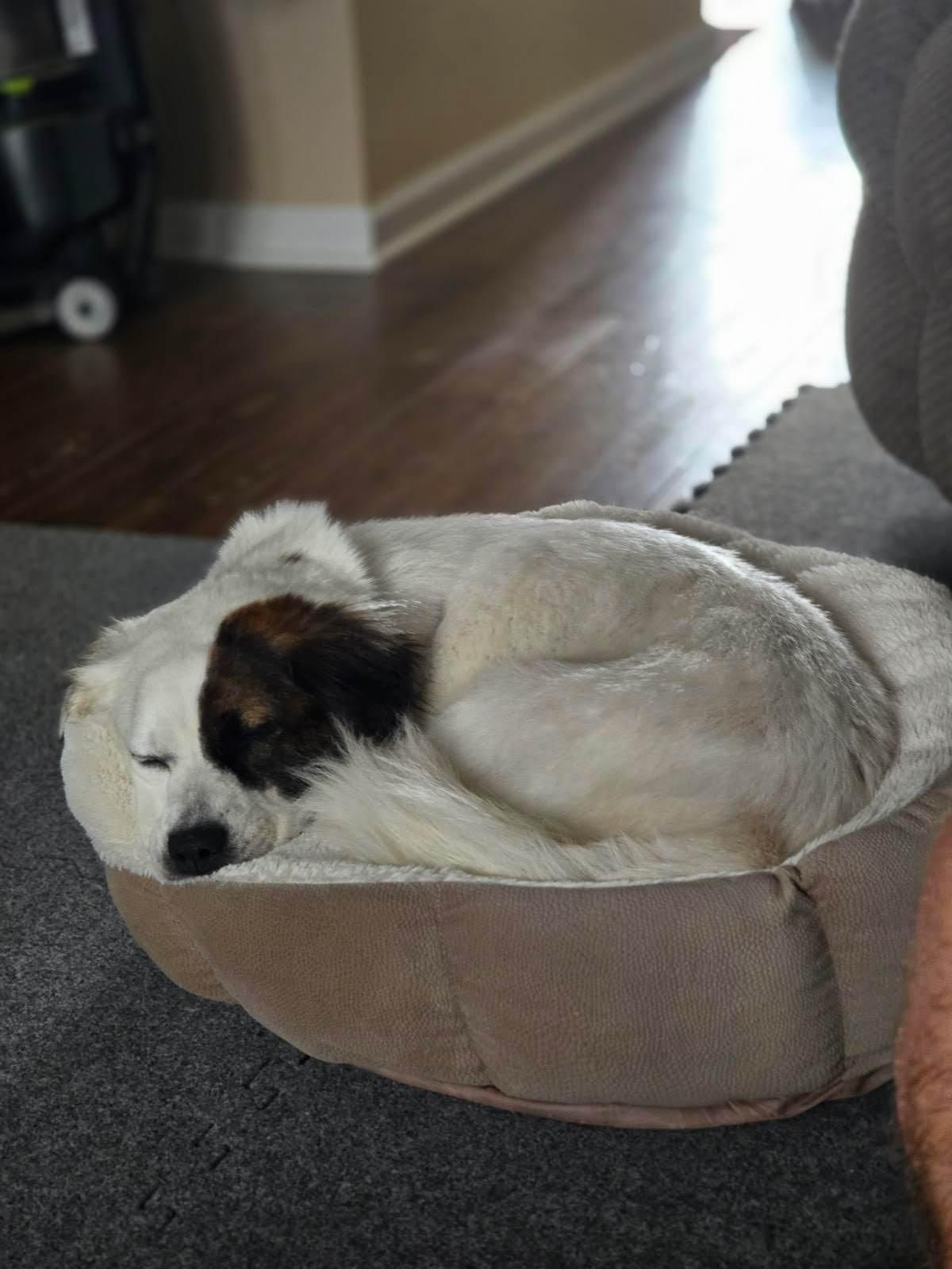 Isla, an adopted Mixed Breed in Oswego, IL image 4/4