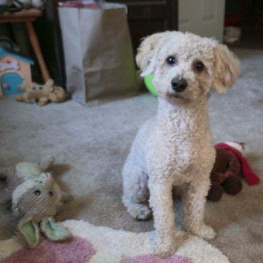 Enlarge Bonded Buds, a ADOPTABLE mixed breed in La Center, WA image 2/2