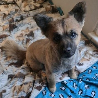 Enlarge Bonded Buds, a ADOPTABLE mixed breed in La Center, WA image 1/2