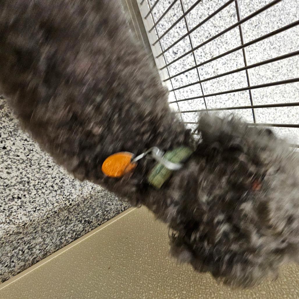 Midnight, Adoptable, Senior Male Miniature Poodle & Miniature Poodle.