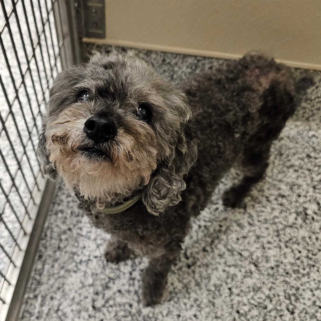 Enlarge Midnight, a Adoptable mixed breed in Madisonville, TN image 2/5