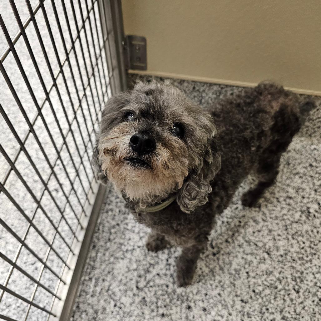 Enlarge Midnight, a Adoptable mixed breed in Madisonville, TN image 5/5