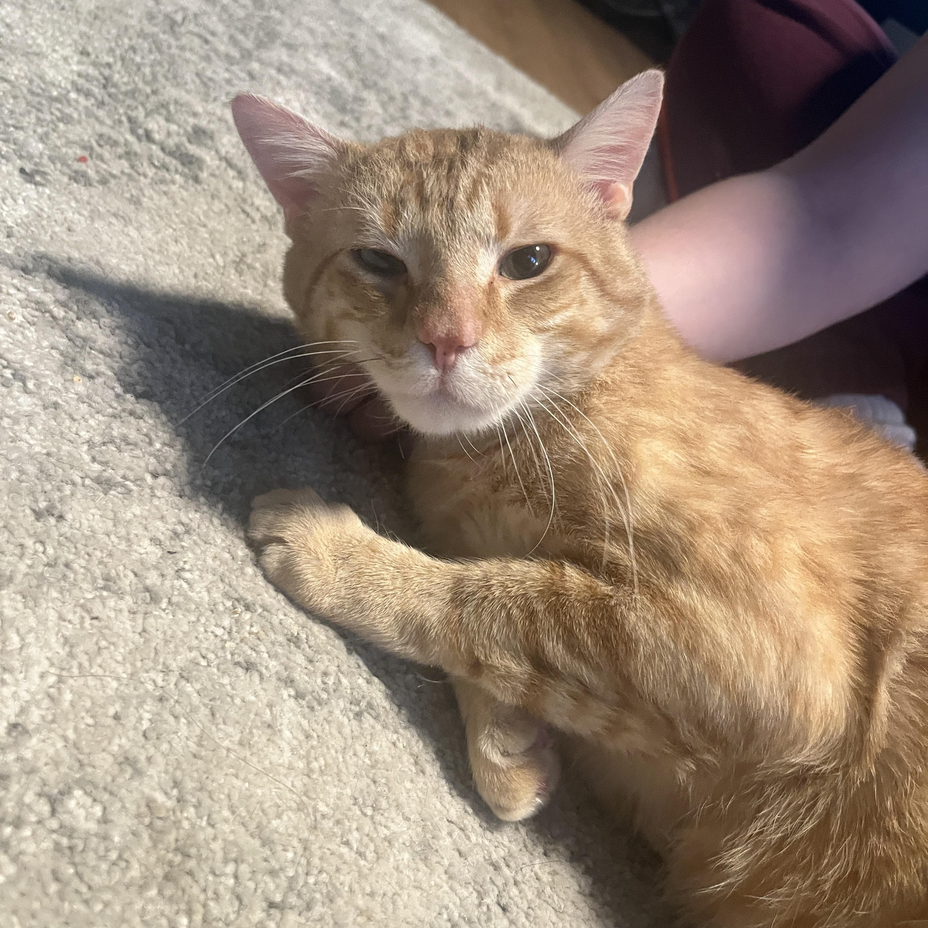 Enlarge Denny #2 (we have 2 Denny’s), a ADOPTABLE Domestic Short Hair in Canton, MA image 3/4