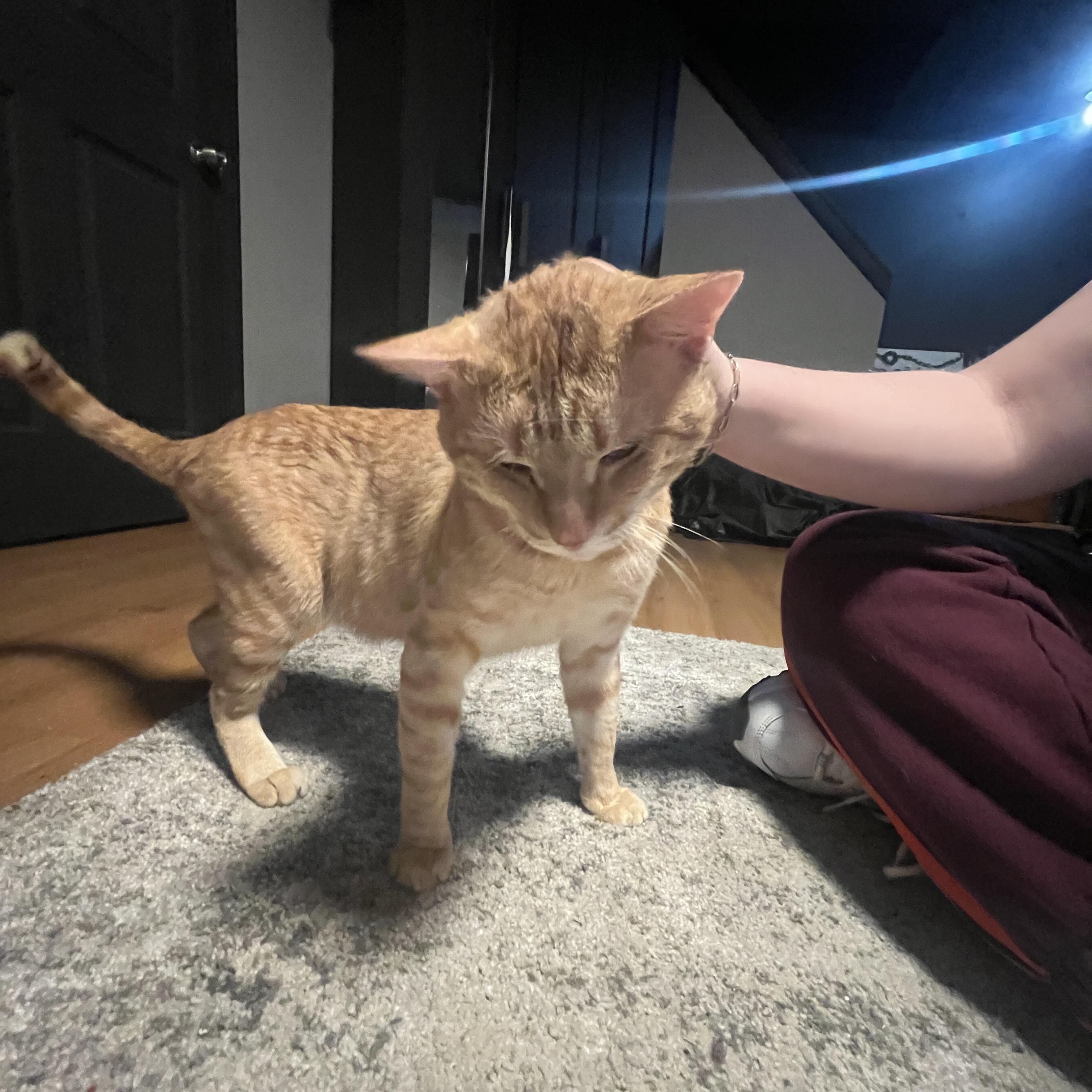 Denny #2 (we have 2 Denny’s), ADOPTABLE, Adult Male Domestic Short Hair.