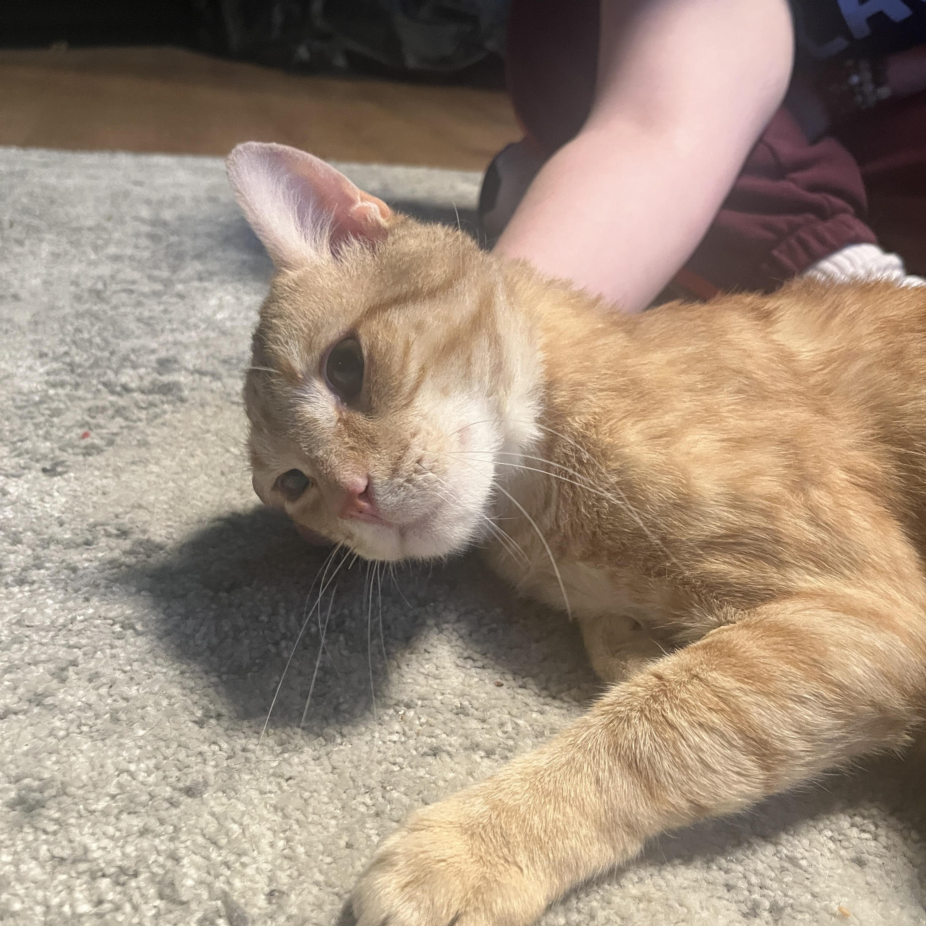 Enlarge Denny #2 (we have 2 Denny’s), a ADOPTABLE Domestic Short Hair in Canton, MA image 2/4