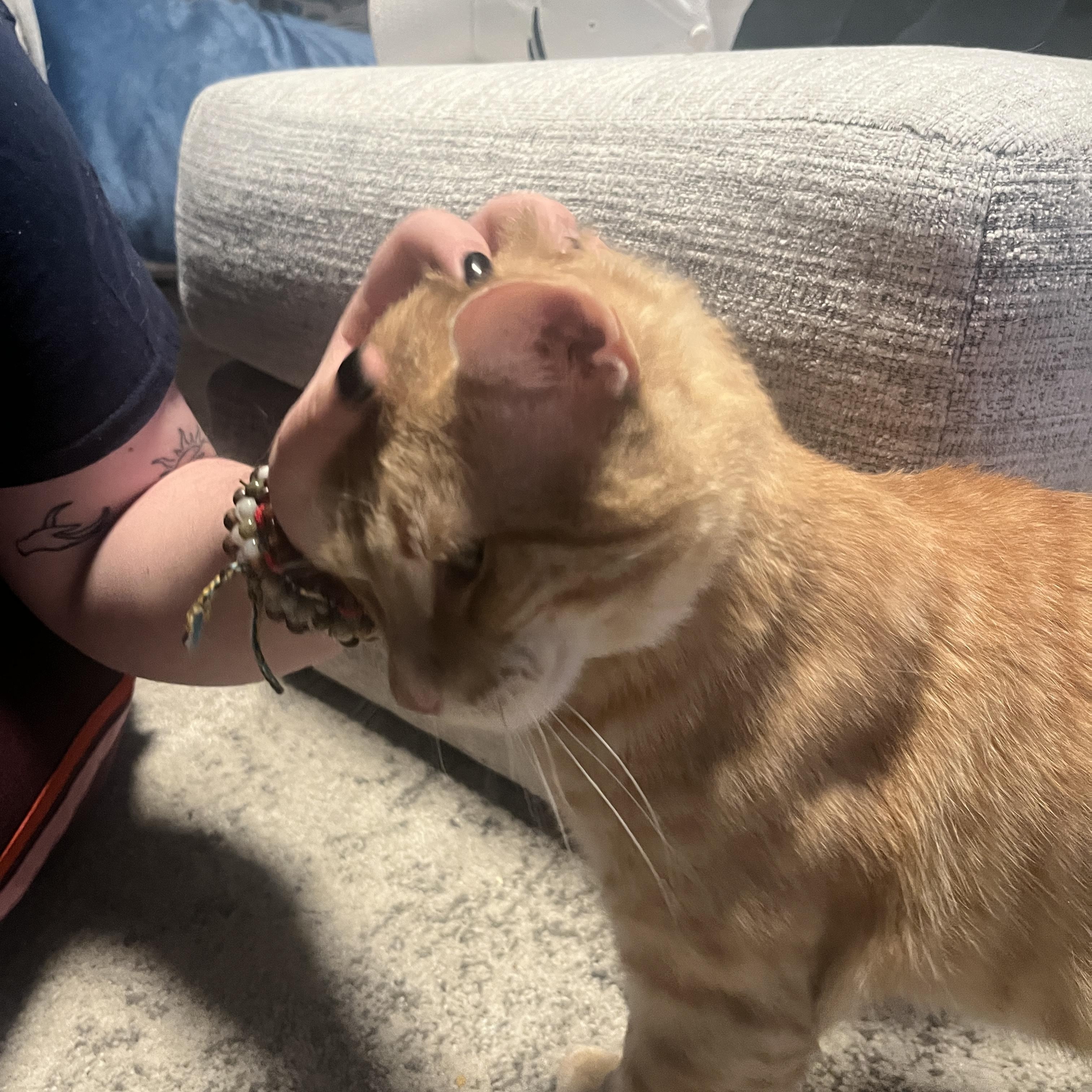 Enlarge Denny #2 (we have 2 Denny’s), a ADOPTABLE Domestic Short Hair in Canton, MA image 4/4