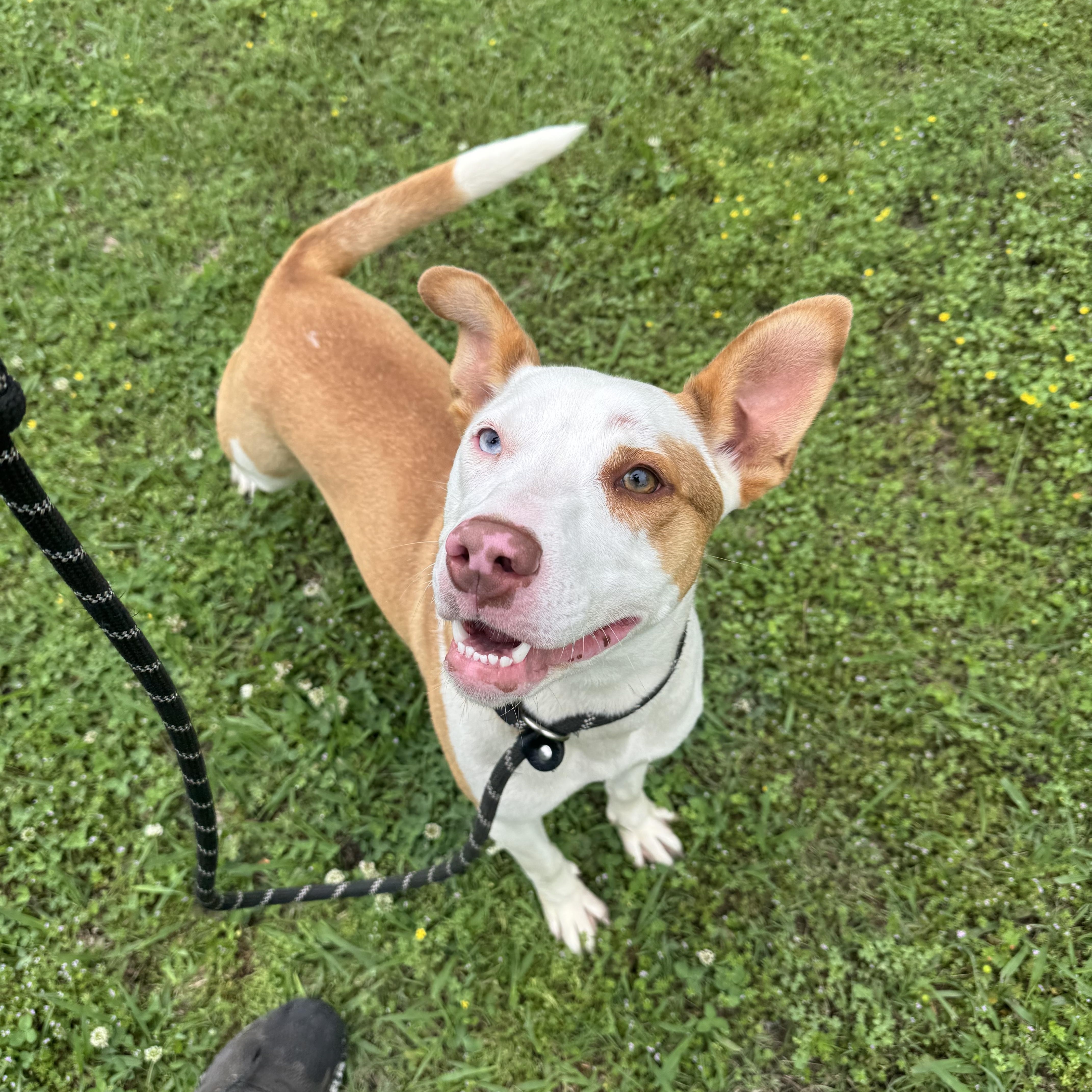 Enlarge Chona, a ADOPTABLE mixed breed in Sherman, TX image 1/1