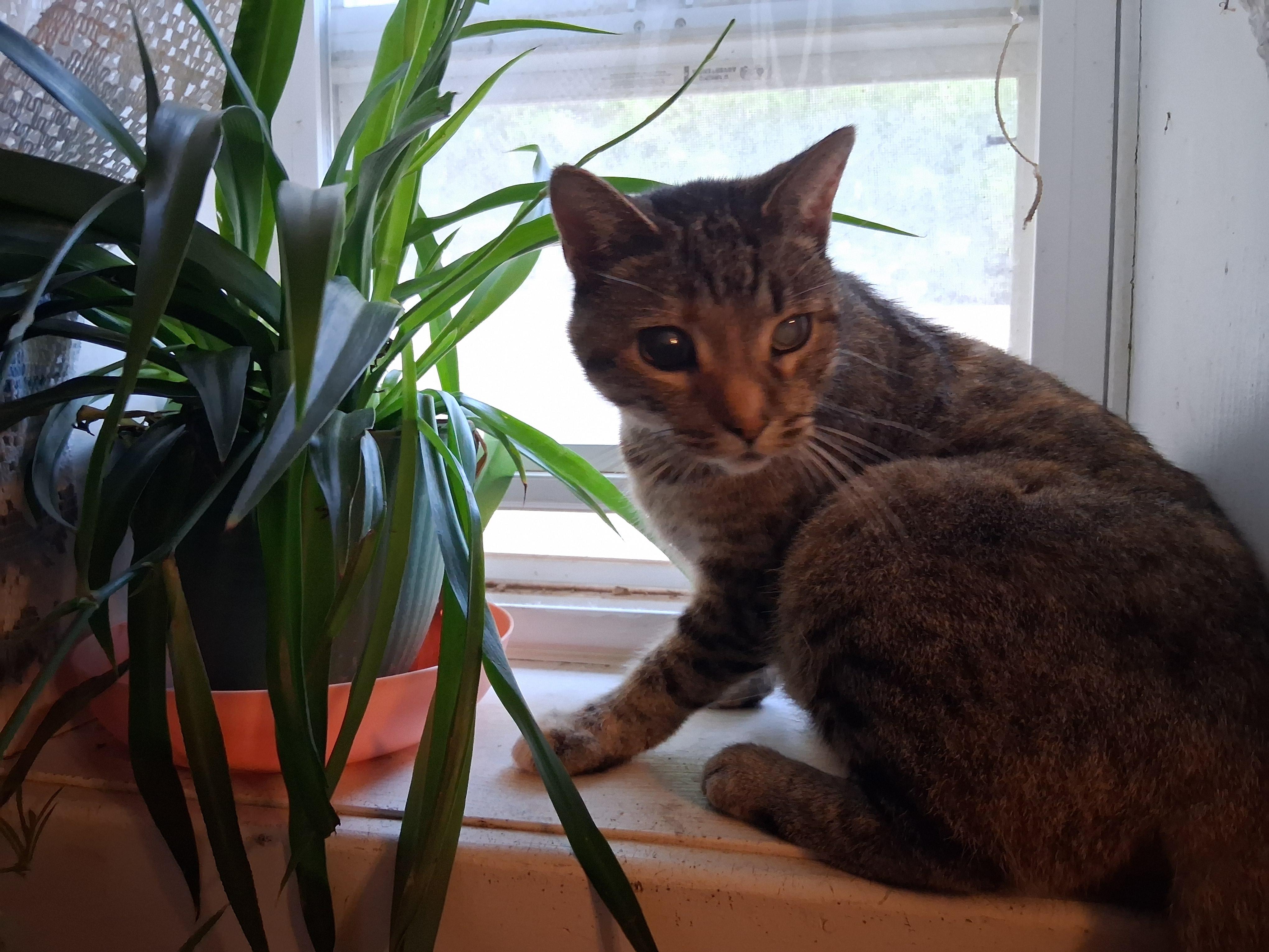 Helen, Adoptable, Adult Female American Shorthair.