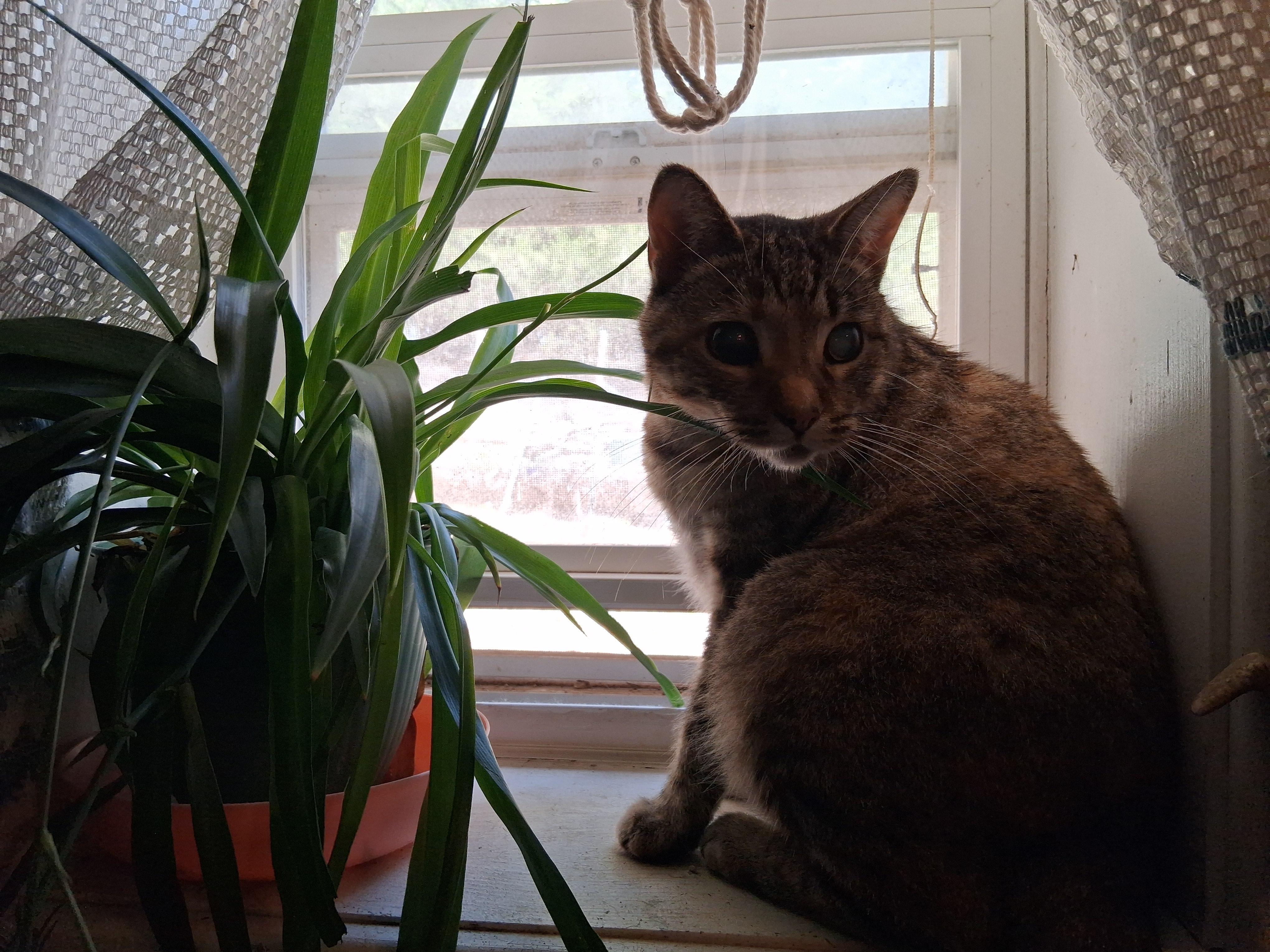 Enlarge Helen, a Adoptable American Shorthair in Fordland, MO image 2/2