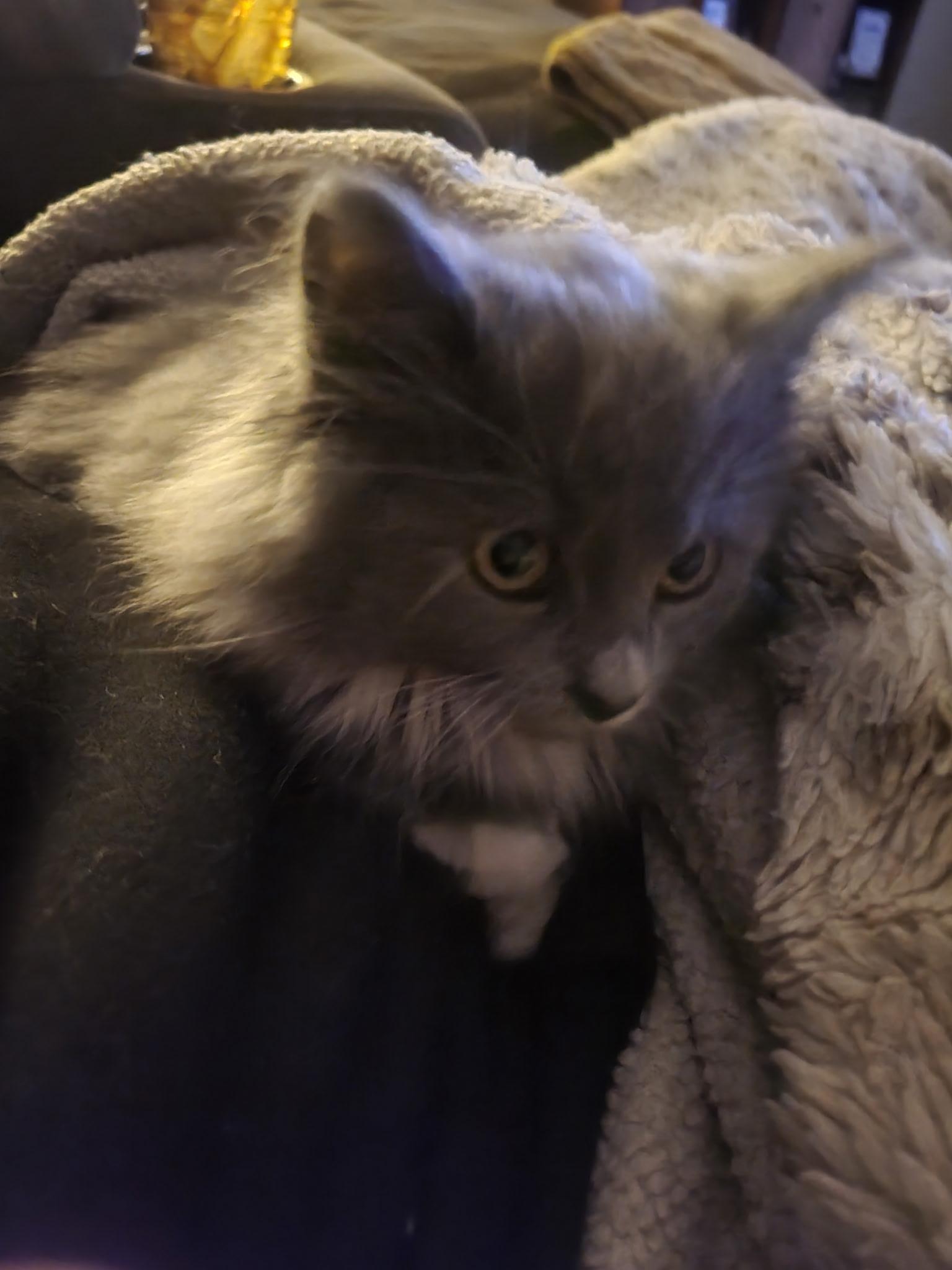 Pixie, Adopted, Young Female Domestic Medium Hair.