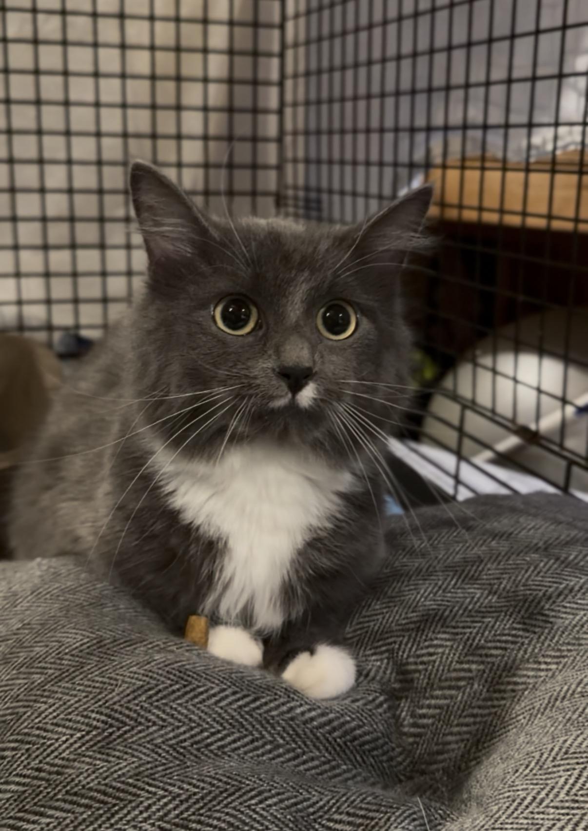 Enlarge Pixie, a Adopted Domestic Medium Hair in Crown Point, IN image 3/3