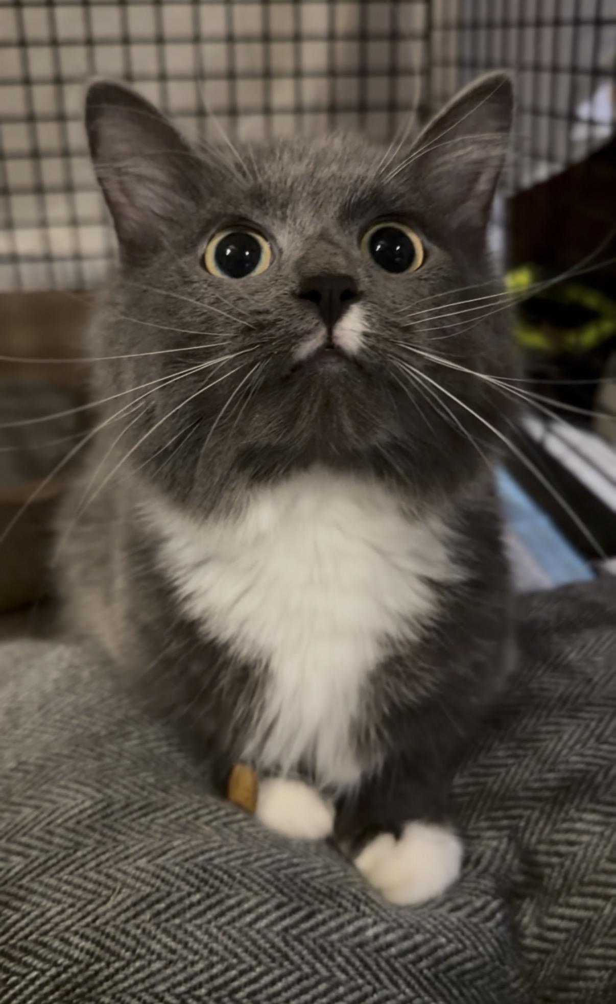 Enlarge Pixie, a Adopted Domestic Medium Hair in Crown Point, IN image 2/3