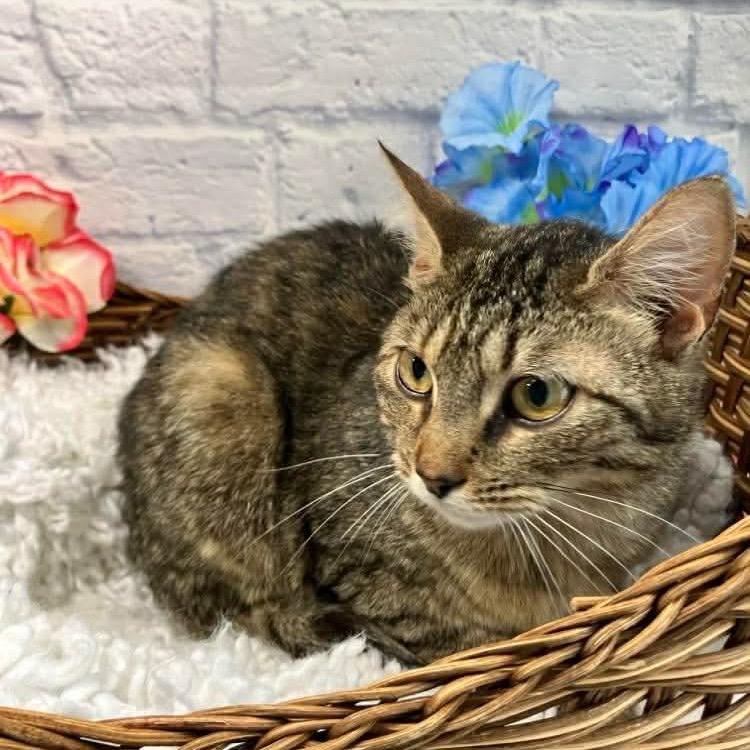 Camille, Adoptable, Young Female Domestic Short Hair.