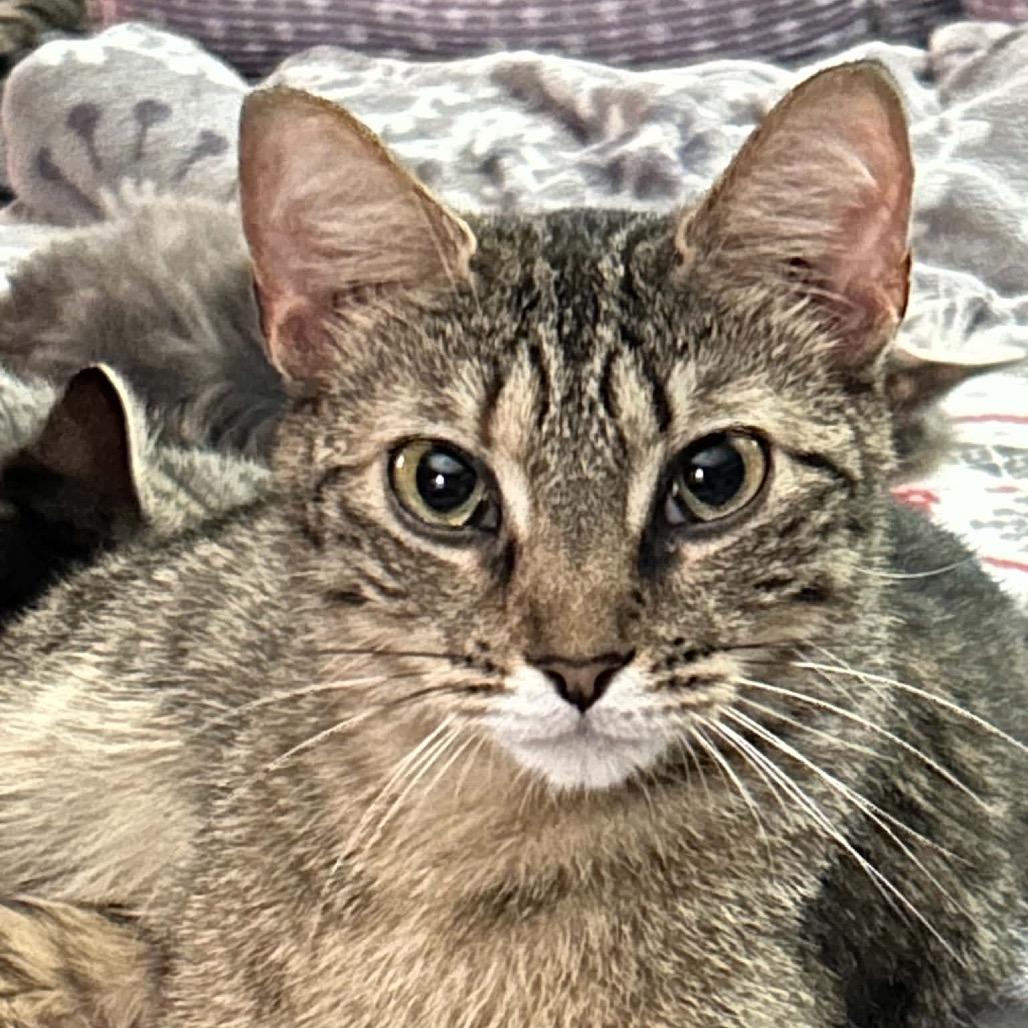 Camille, a Adoptable Domestic Short Hair in Harrisonburg, VA image 2/6