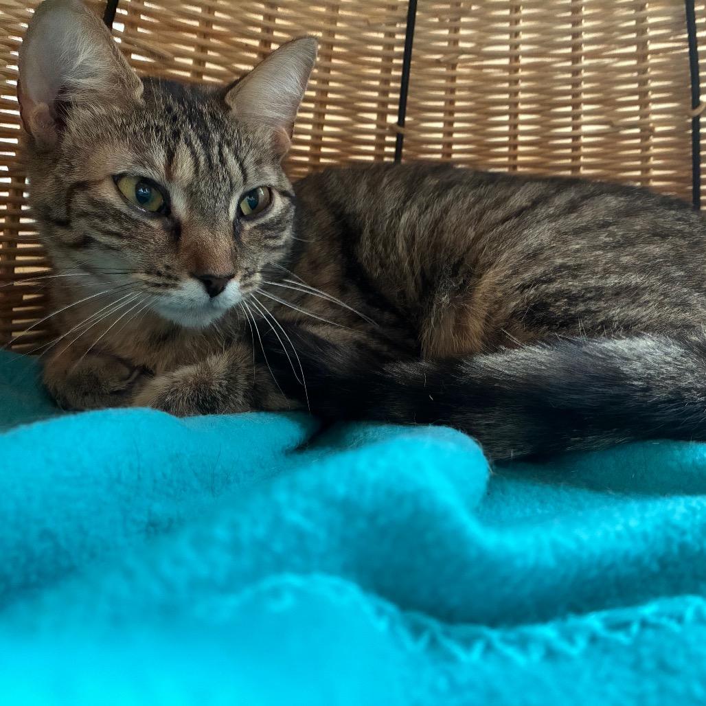 Camille, a Adoptable Domestic Short Hair in Harrisonburg, VA image 3/6