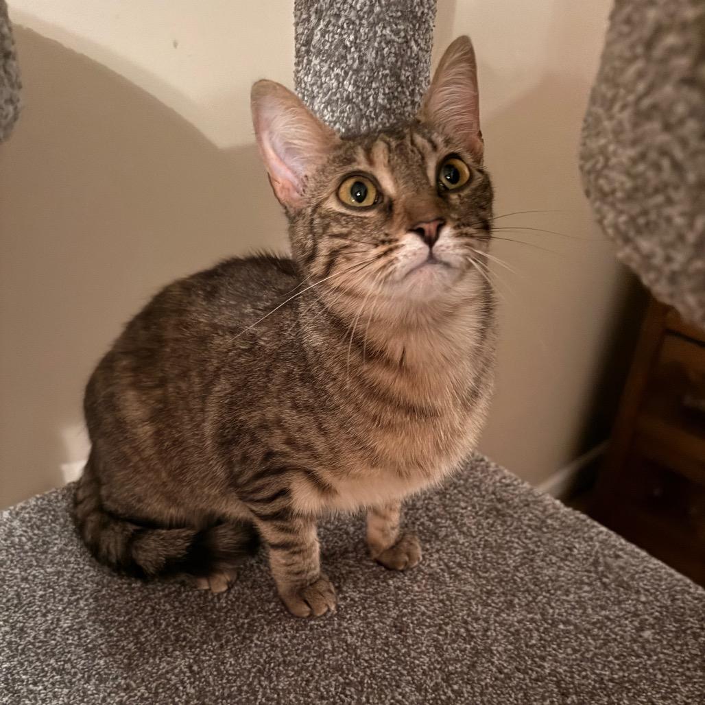 Camille, a Adoptable Domestic Short Hair in Harrisonburg, VA image 4/6