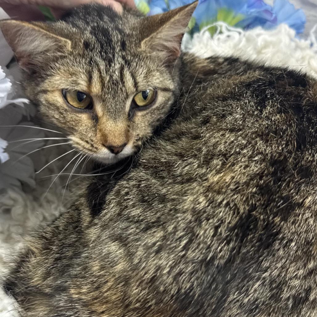 Enlarge Camille, a Adoptable Domestic Short Hair in Harrisonburg, VA image 2/4