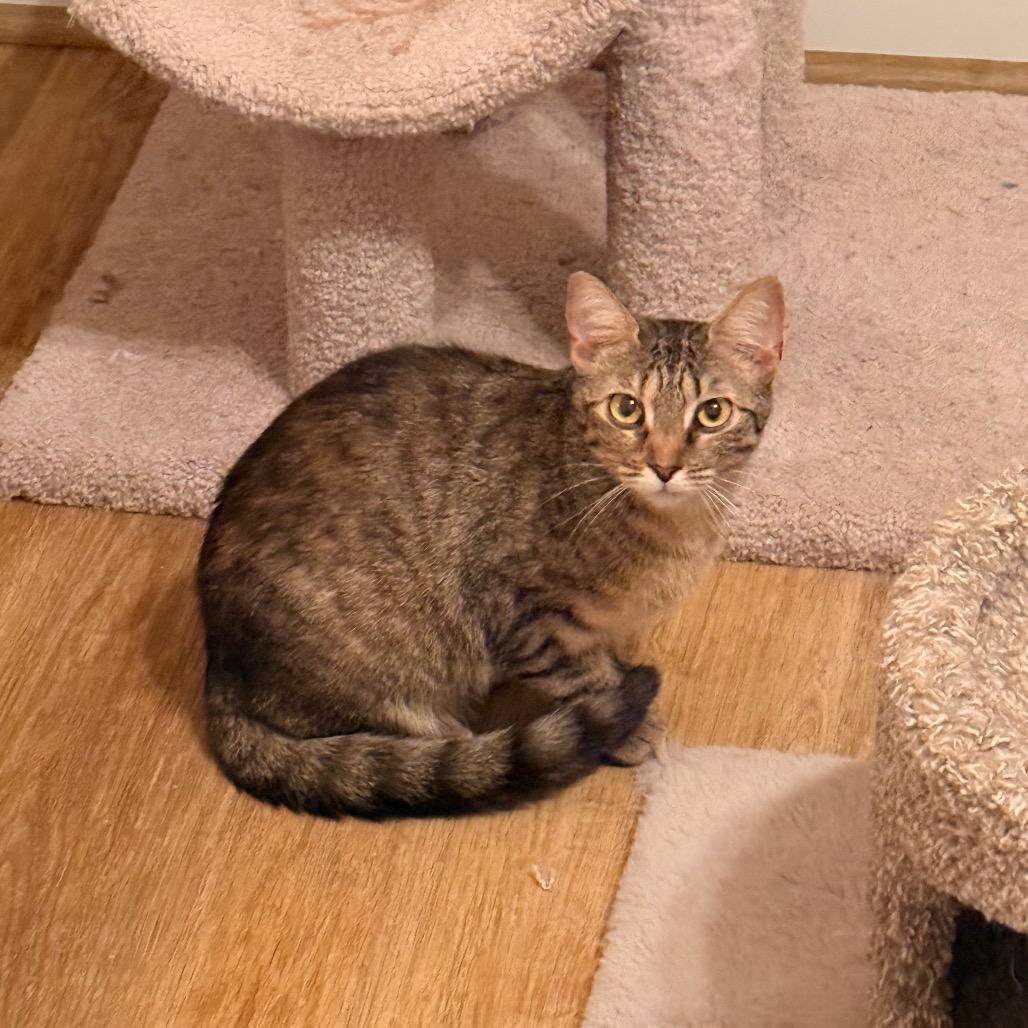 Camille, a Adoptable Domestic Short Hair in Harrisonburg, VA image 5/6