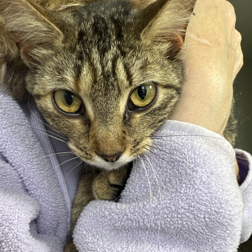 Enlarge Camille, a Adoptable Domestic Short Hair in Harrisonburg, VA image 3/4
