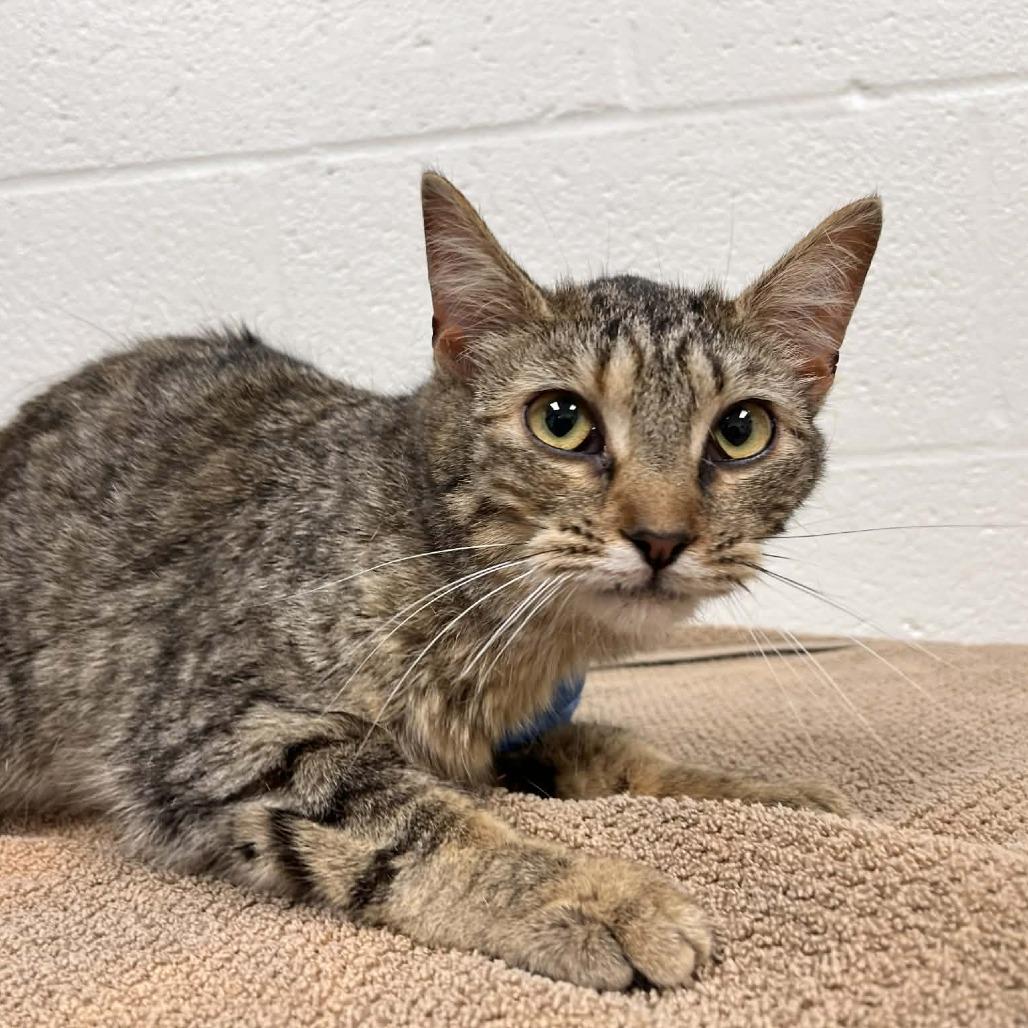 Enlarge Camille, a Adoptable Domestic Short Hair in Harrisonburg, VA image 4/4