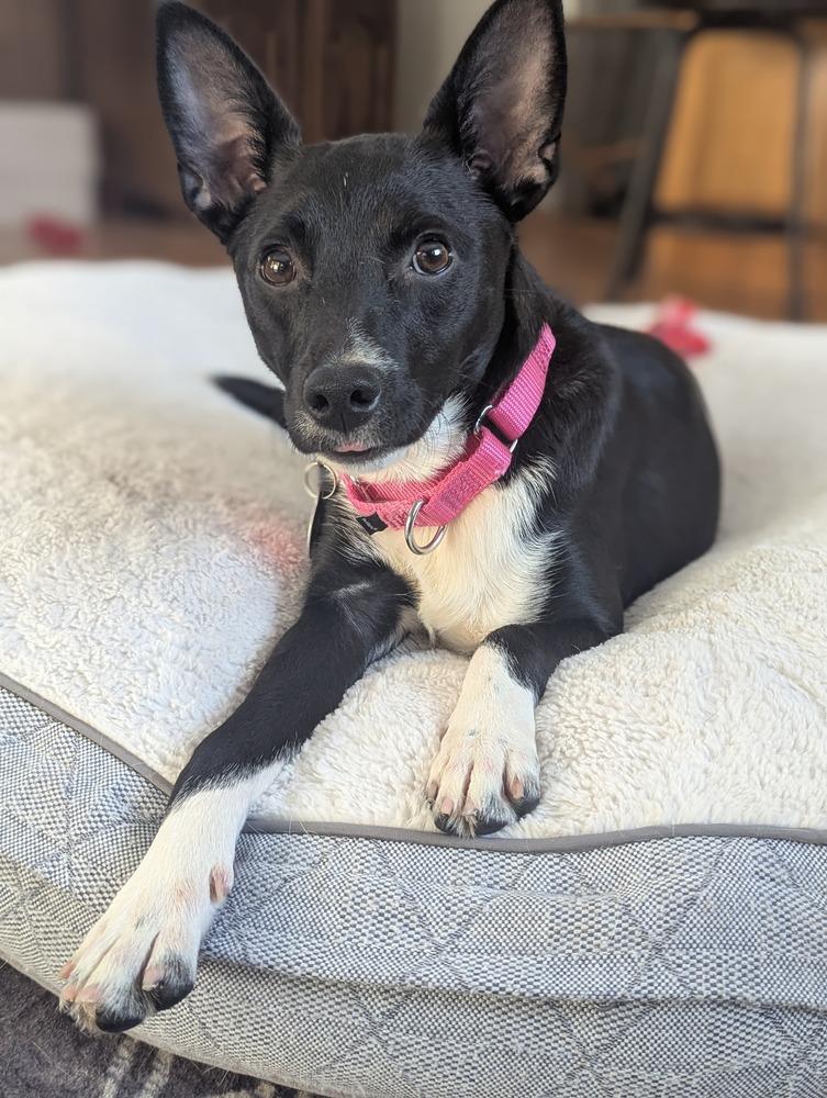 Enlarge Caroline (FOSTERED LOCALLY), a Adoptable mixed breed in Leverett, MA image 1/6