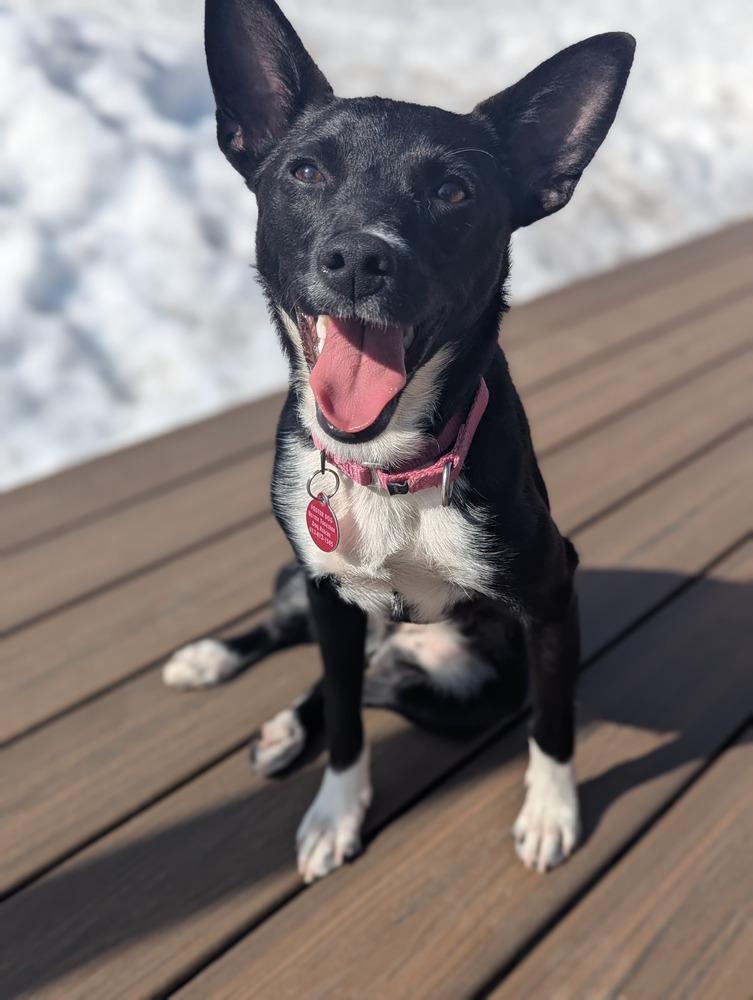 Enlarge Caroline (FOSTERED LOCALLY), a Adoptable mixed breed in Leverett, MA image 2/6